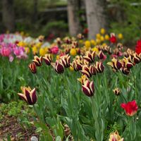 チューリップ,お花,GWの画像
