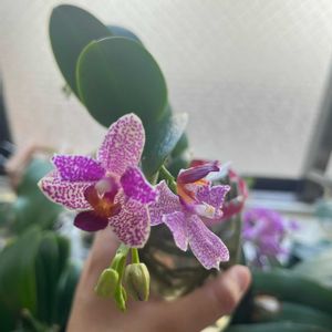胡蝶蘭,Phalaenopsis Hualien PinkGalaxy '272' peloric,水栽培の画像