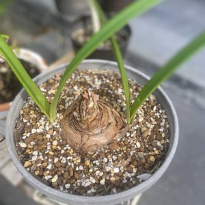 アマリリス,鉢植え,球根,緑が好きの画像