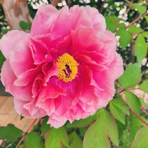 花のある暮らし,古株,咲いた～,ピンク系,庭の画像