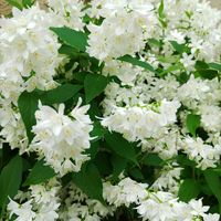 ヒメウツギ,卯の花,低木,こまりねこ ヒメウツギの画像