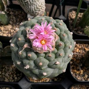 サボテン,柱サボテン,疣銀冠玉,サボテン実生,サボテンの花の画像