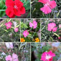 ナデシコ,クローブピンク,寄せ植え,ハーブ,思い出の画像