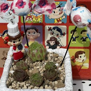 センペル,アシナガバチの巣,マーガレットストロベリーホイップ,GSのみなさんに感謝♡,センペル丼の画像