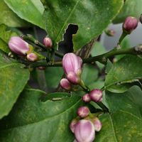 レモン,レモン,ライム,ライム,菊池レモンの画像