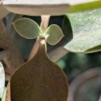 仙人の舞,新芽,多肉植物のある暮らし,古株さん,悩み中の画像