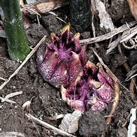 ハラン,ハラン,花のある暮らし,お花を楽しむ,新発見✨の画像