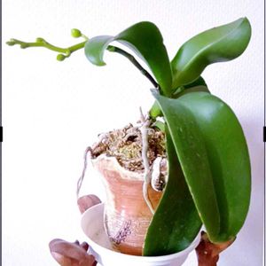 胡蝶蘭,ミディ胡蝶蘭,黄色い花,着生植物,花のある暮らしの画像