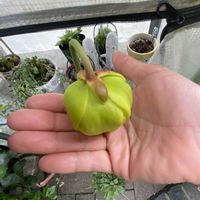 羽衣ジャスミン,羽衣ジャスミン,サラセニア・フラバの画像