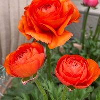 ラナンキュラス,セネッティ,時期ハズレ球根植え付けの画像