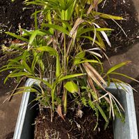 シュロチクの画像