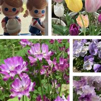 ウワミズザクラ,サクラ,チューリップ,パンジー・ビオラ,レンゲソウの画像