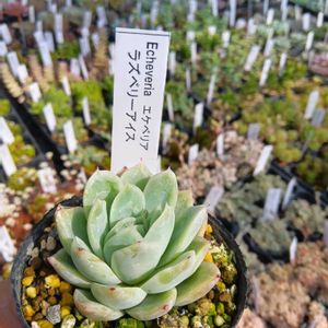 多肉植物,多肉大好き,洋ラン,花のある暮らし,つぶつぶの画像