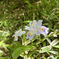 アヤメ,シャガ,シャガ,白花,アヤメ科の画像