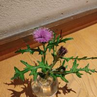 アザミの画像