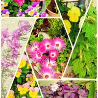 イチゴ,エレモフィラニベア,オキザリス,パンジー・ビオラ,✨今日のお花✨の画像