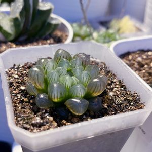 水晶コンプト,ハオルチア 黒肌玉露,ハオルチア　虜美人,多肉植物,ハオルチア属の画像