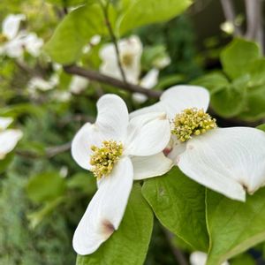 ハナミズキ,白い花,シンボルツリー,花のある暮らし,通勤路の画像
