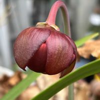 サラセニア・プルプレア,サラセニア レウコフィラ,サラセニア,食虫植物 サラセニア,蕾　つほみの画像