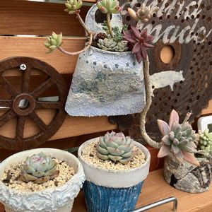 DIY,多肉寄せ植え,雑貨,サビサビ,多肉小屋の画像