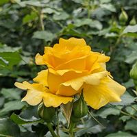 バラ,フジ,マツ,薔薇,ゴールドバニーの画像