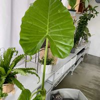 クワズイモ,アロカシア・オドラ,観葉植物,巨大化,トトロの傘の画像