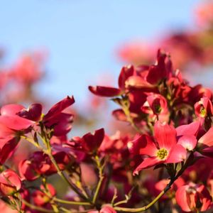 ハナミズキ,春の花,庭木,シンボルツリー,ミズキ科の画像