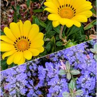 アジュガ,ガザニア,グランドカバー,近くの公園,グランドカバーの花の画像