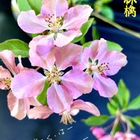 ヒメリンゴ,プロヒュージョン,盆栽,小品盆栽,iPhone撮影の画像