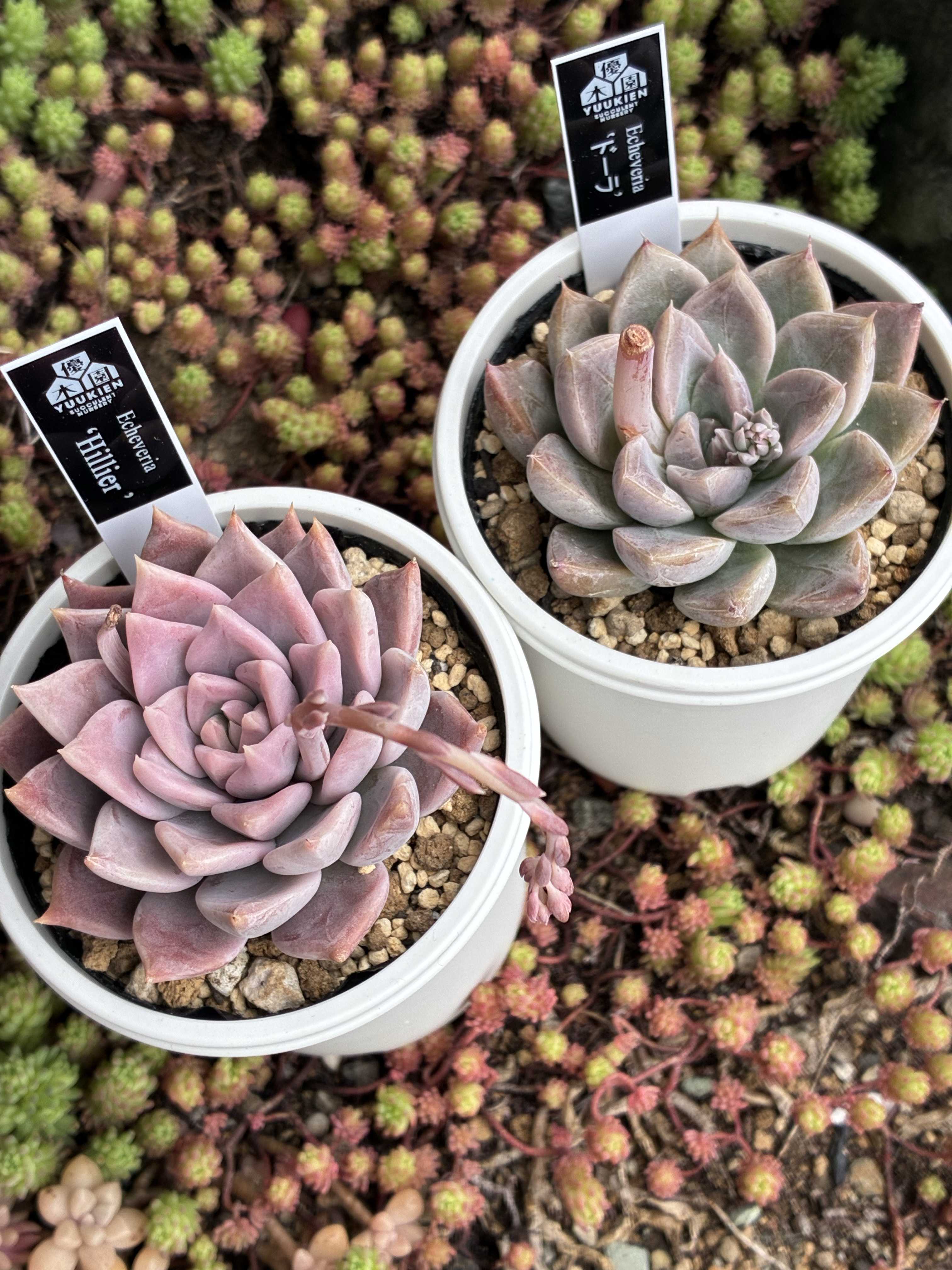 コロラータ 優木園 多肉植物 エケベリア 札つき みーちゃん】 優木園