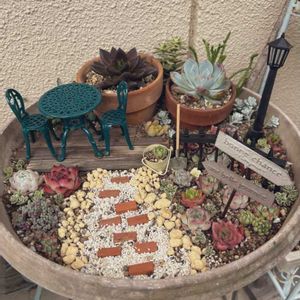 寄せ植え,多肉植物,アレンジ,多肉植物寄せ植え,多肉大好きの画像