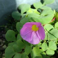 バジル,大玉トマト,エリゲロン,ナスの花,オギサリスの画像