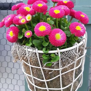 デージー,壁面 ,お花のある生活,かわいい♡,元気もらえるの画像