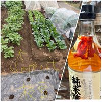 ジャガイモ,枝豆,小松菜,ミニ大根,ちんげん菜の画像