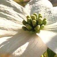 ハナミズキ,ハナミズキ(白),ハナミズキ（花水木）,白い花,今日の花の画像