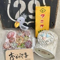 小米星,輪ッしょい!プロジェクト,多肉植物,多肉のある暮らし,多肉女子？(おばさん)の画像