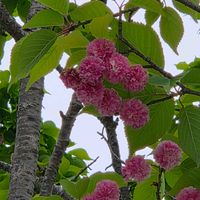 チェリーセージ,八重桜,桜の花びら,セイヨウイワナンテン,桜・関山(かんざん）の画像