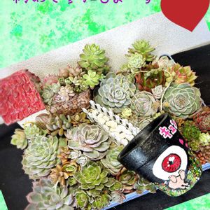 サクラ,多肉植物いろいろ,多肉箱庭,お花見,繋がりに感謝✨の画像