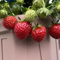 イチゴ,中玉トマト　フルティカ, 中玉トマト,鉢植え,水耕栽培の画像