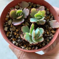 胡蝶の舞の画像