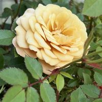 ミニバラ,ミニバラ・モカ,ミニバラ・モカ,鉢植え,お花の画像
