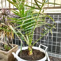 フェニックス,セネガルヤシ,フェニックス・レクリナータ,オオカミヤシ,観葉植物の画像