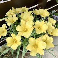 ガーベラ,ダリア,チューリップ,リナリア,球根植物の画像