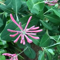 ツキヌキニンドウ,ハニーサックル,ツキヌキ二ンドウ,かわいい,可憐の画像