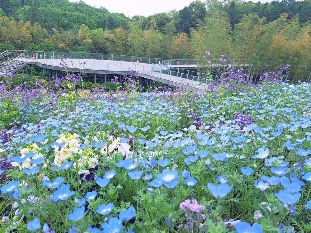 エリィさんの里山ガーデン（大花壇）への投稿