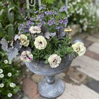 ディアスシア,ペチュニア,ヒューケラ,ヒューケラ,栄養系ペチュニアの画像