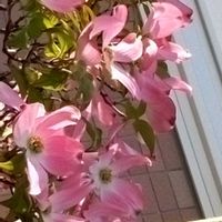 生け花,我が家のお花,ご近所散歩,乙女ピンク,ピンクワールドへ ようこその画像
