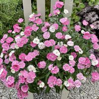 ヒメフウロソウ,ヒメフウロソウ,ダイアンサス カラーマジシャン,ダイアンサス カラーマジシャン,ゲラニューム キネレウム サブコーレッセンスの画像