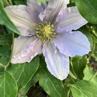 クレマチス,クレマチス チェルシー,お花,宿根,多年草の画像