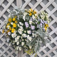 チューリップ,パンジー,ハンキング 寄せ植え,日比谷花壇大船フラワーセンター,お出かけ先にて…の画像